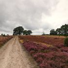 Unterwegs in der Lüneburger Heide