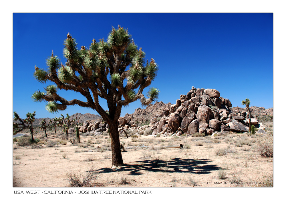 Unterwegs in der Mojave Wüste