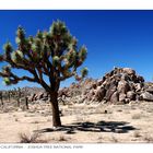 Unterwegs in der Mojave Wüste