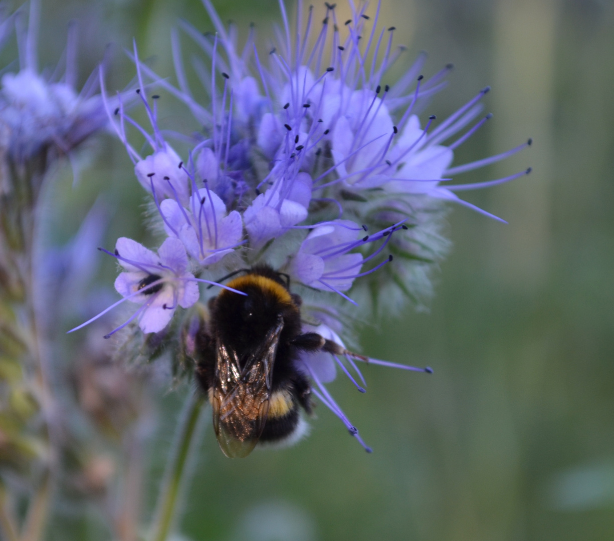 Unterwegs in der Natur 1