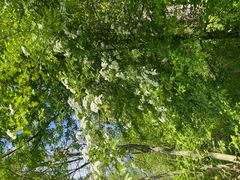 Unterwegs in der Rheinaue Monheim-Baumberg