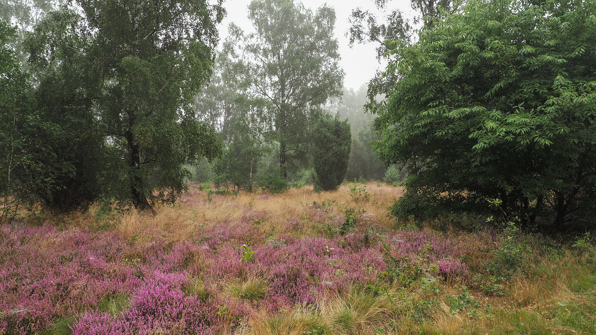 Unterwegs in der Schnuckenheide