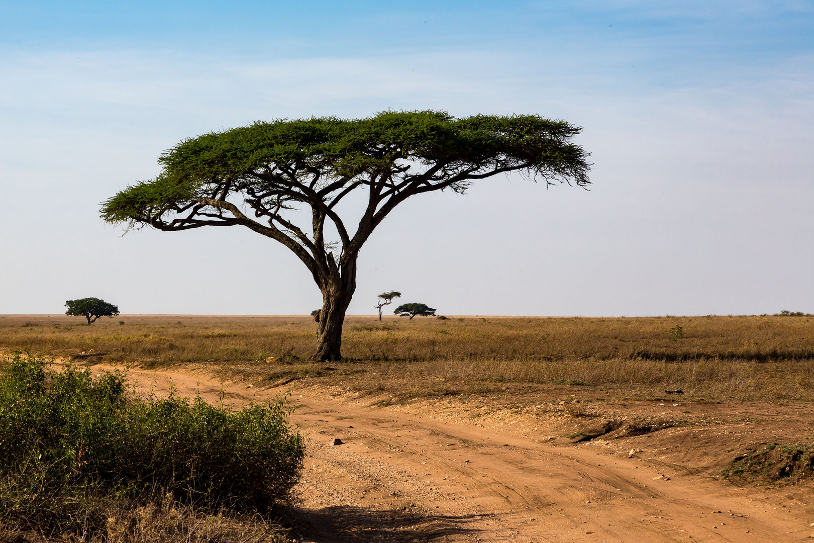 unterwegs in der Serengeti 2019