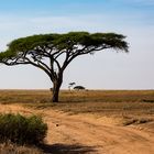 unterwegs in der Serengeti 2019