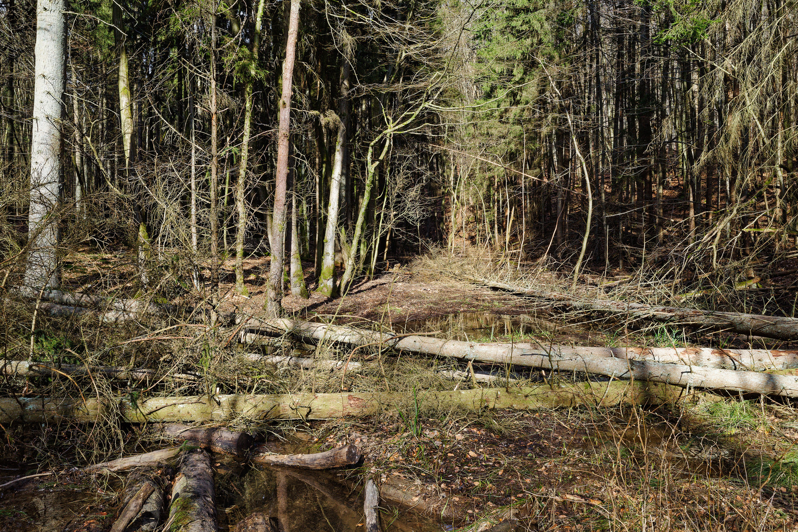 Unterwegs in einer Naturwaldzelle