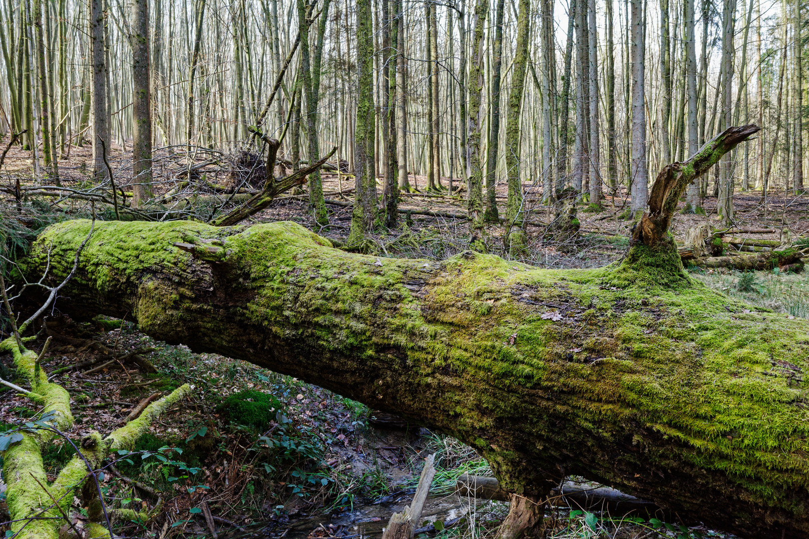 Unterwegs in einer Naturwaldzelle (3)