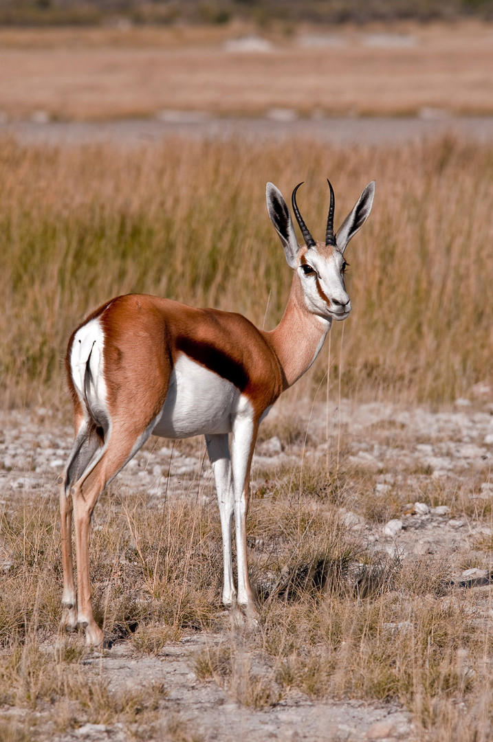 Unterwegs in Etosha....