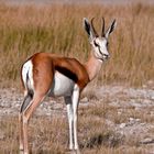 Unterwegs in Etosha....