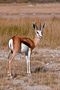 Unterwegs in Etosha.... von Stefanie Sow- Maurer