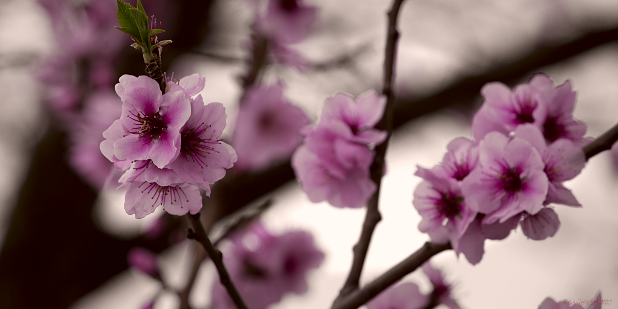 Unterwegs in fernen Landen | Cherry