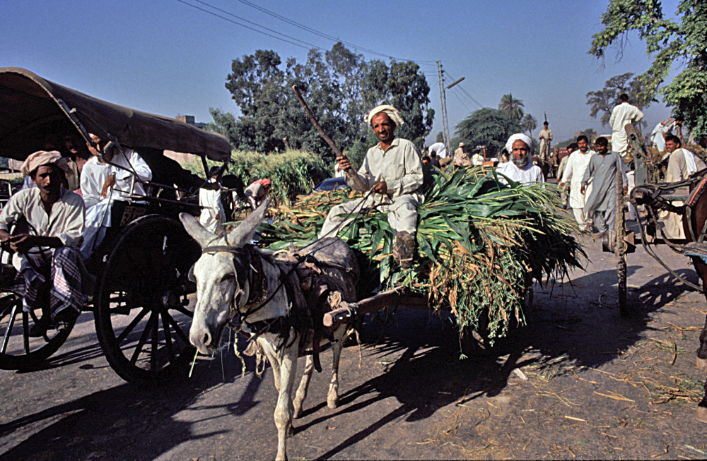 Unterwegs in Pakistan (177)