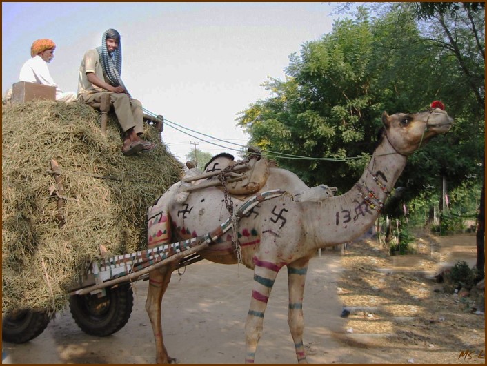 unterwegs in Rajasthan......