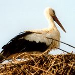 Unterwegs in Transylvanien (7): Storch auf Strommast