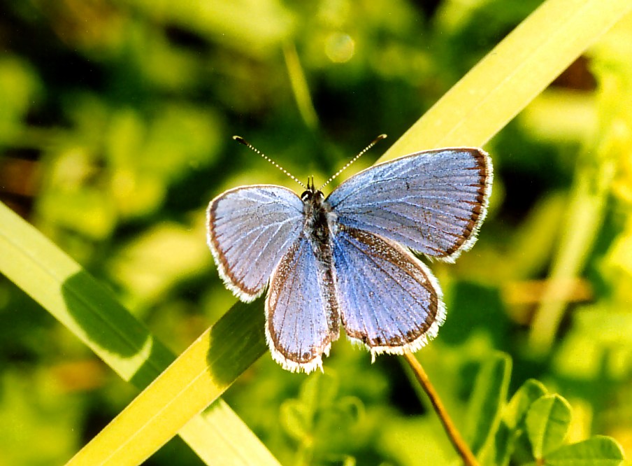 Unterwegs in Transylvanien (8): Blauer Schmetterling