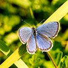 Unterwegs in Transylvanien (8): Blauer Schmetterling
