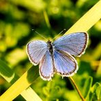 Unterwegs in Transylvanien (8): Blauer Schmetterling