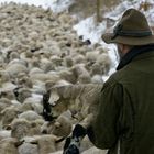 Unterwegs ins Morgenland ? Widmung an den Schäfer Thomas Stumm