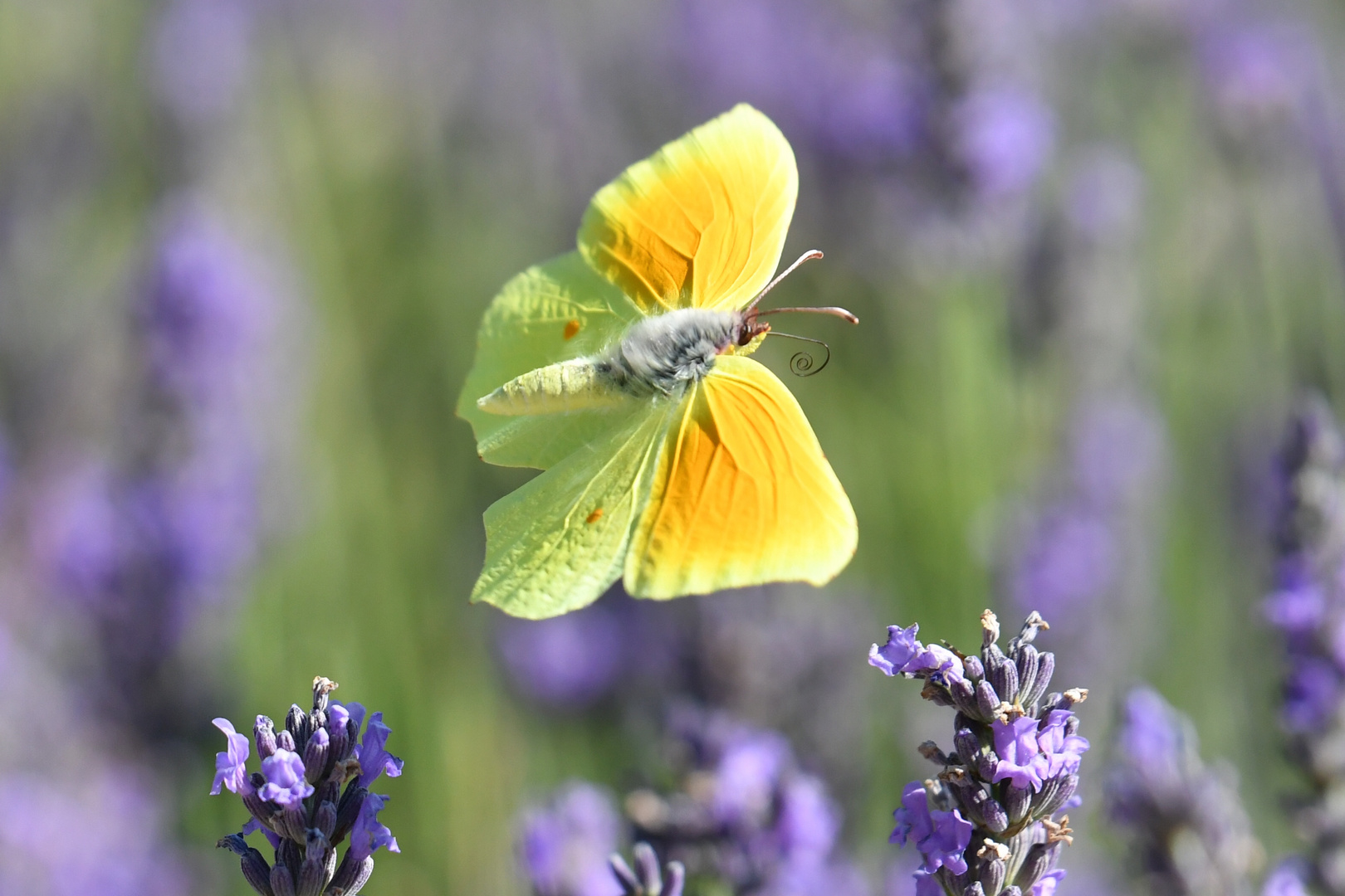 Unterwegs Lavendel