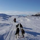 unterwegs mit Huskys in schwedisch Lappland