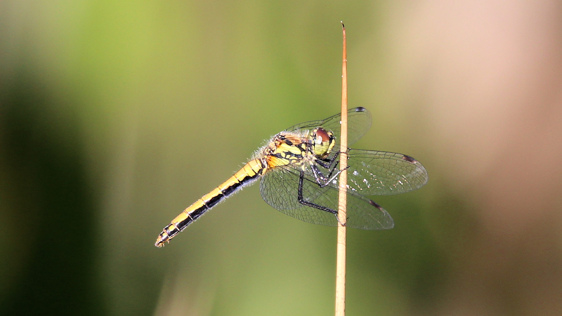 Unterwegs mit Macro-Max