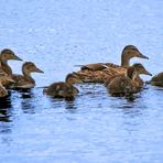 "UNTERWEGS MIT MAMA" oder "ALLE NEUNE"