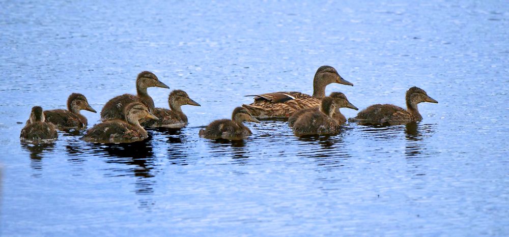 "UNTERWEGS MIT MAMA" oder "ALLE NEUNE"