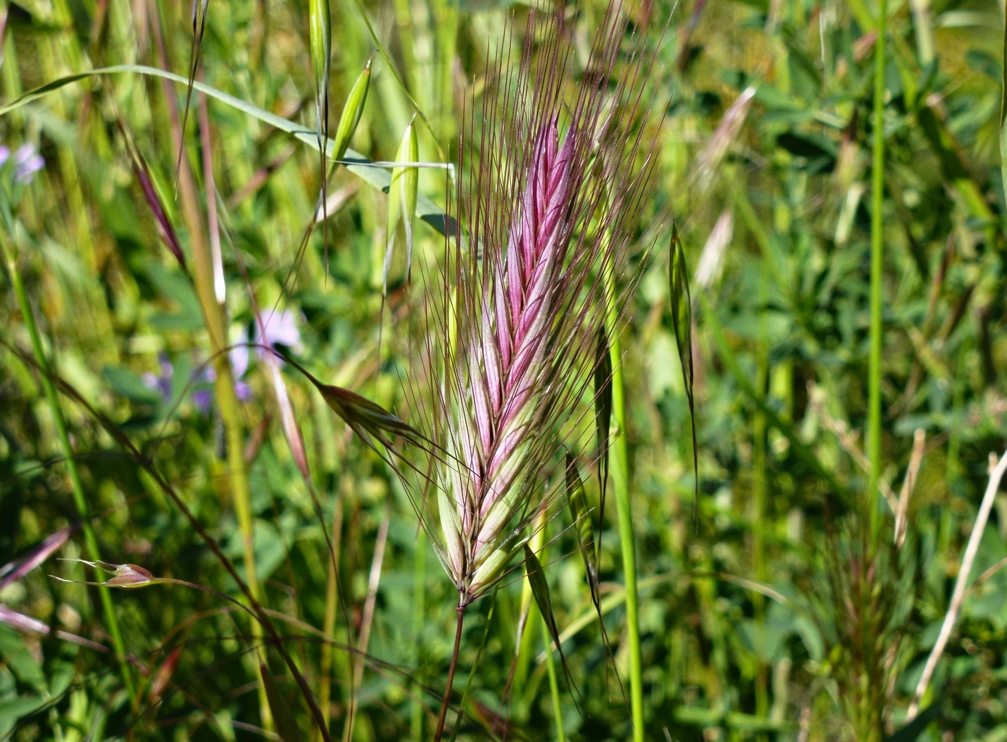 Unterwegs mit rotem Gras