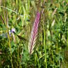 Unterwegs mit rotem Gras