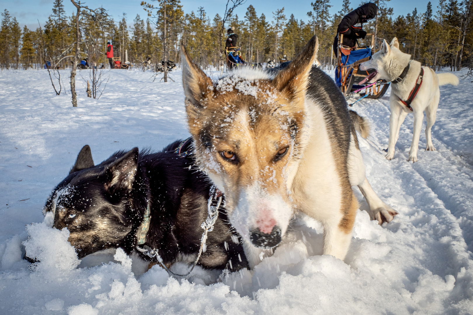 Unterwegs mit tollen Hunden…