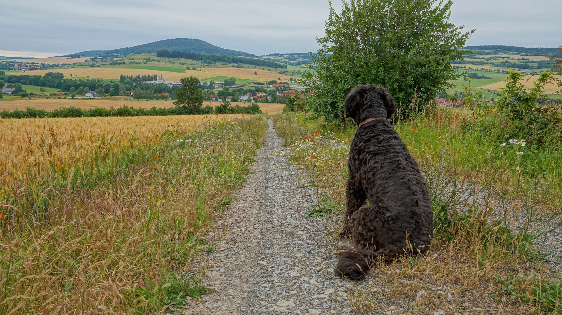 unterwegs mit Wicky-Emily, 2 (paseando con Wicky-Emily, 2)