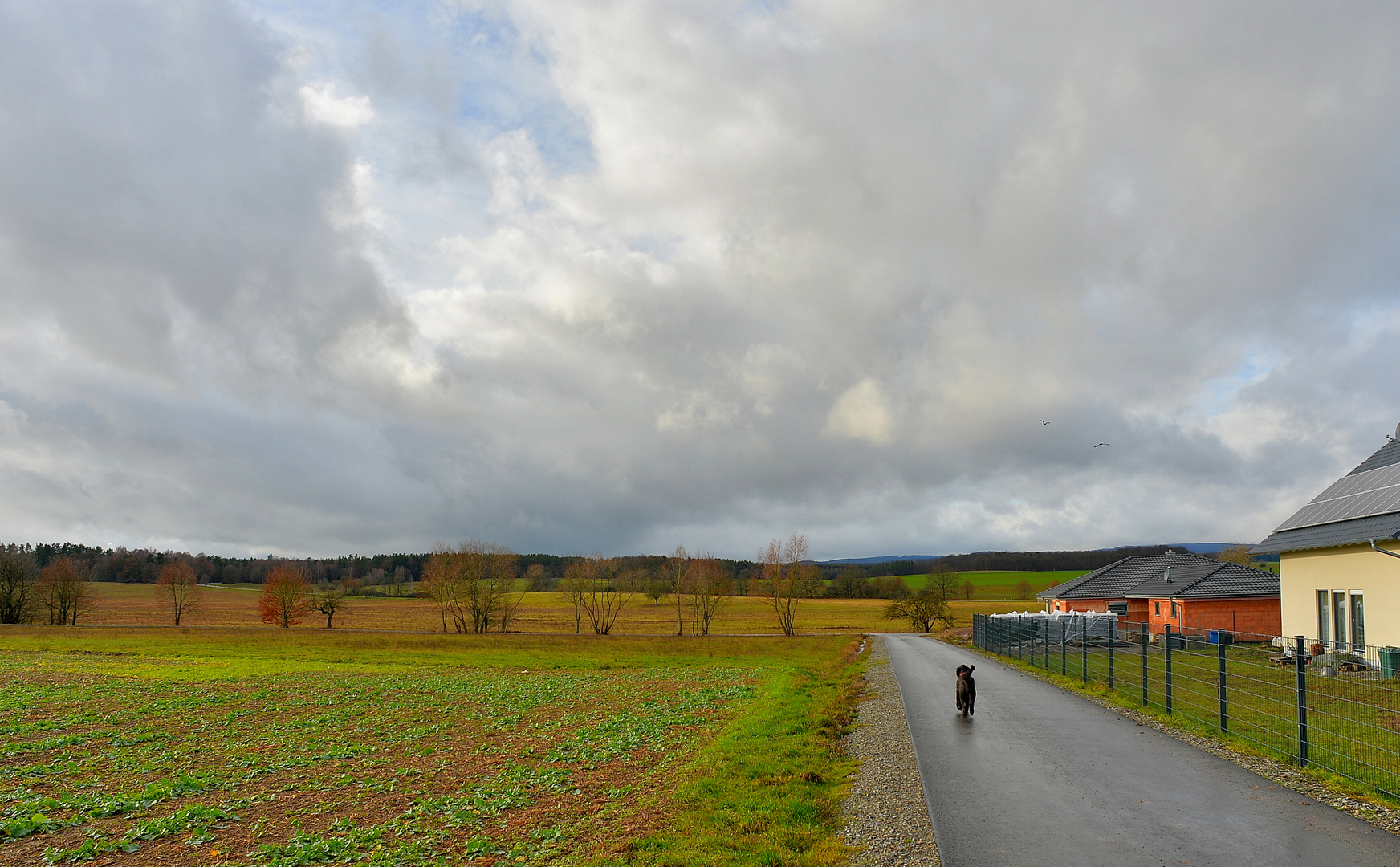 unterwegs mit Wicky-Emily, 2 (paseando con Wicky-Emily, 2)