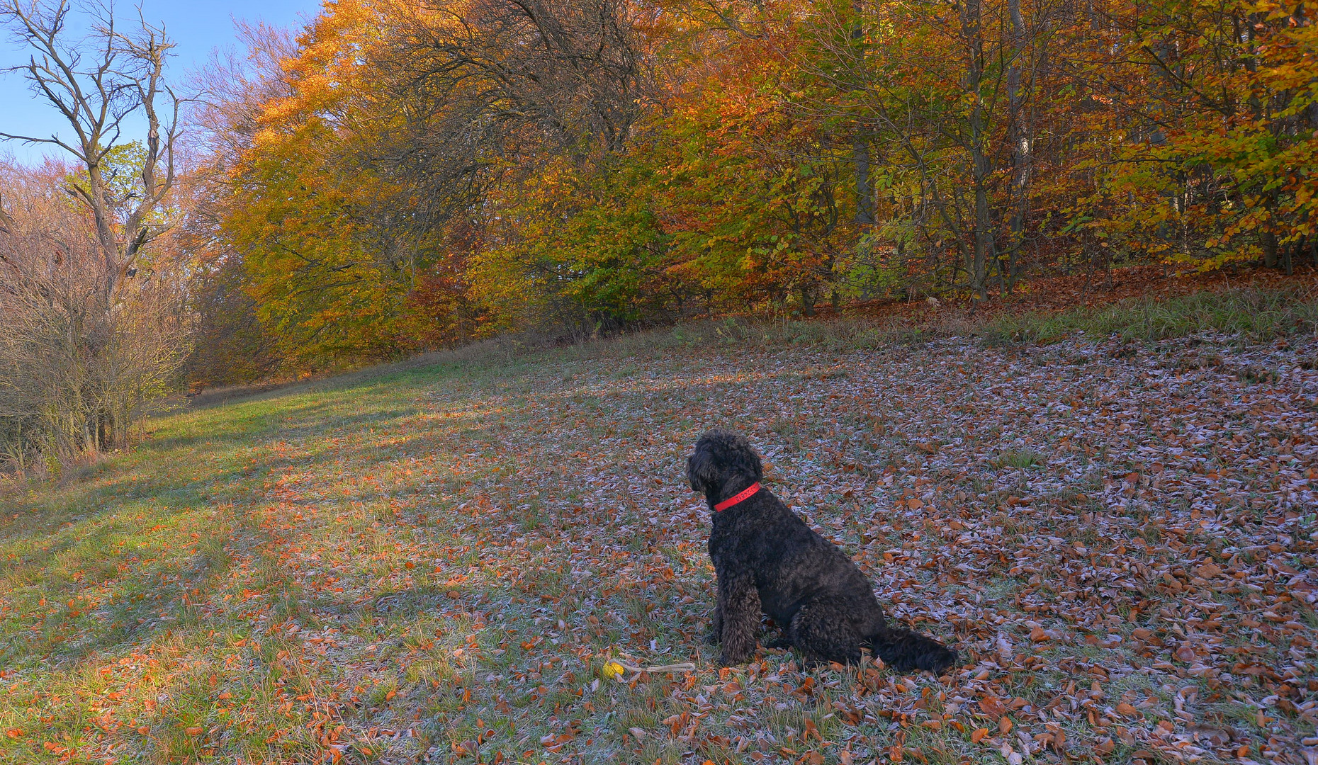 unterwegs mit Wicky-Emily (paseando con Wicky-Emily)