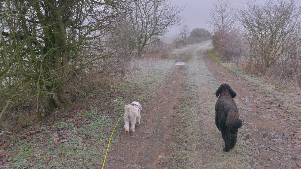 unterwegs mit Wicky-Emily und Ronja (paseando con Wicky-Emily y Roña)