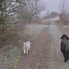 unterwegs mit Wicky-Emily und Ronja (paseando con Wicky-Emily y Roña)