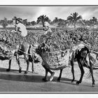 unterwegs nach Abydos - Kleintransporte II