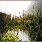 Unterwegs (VII/X) - Neuseeland, Milford Track