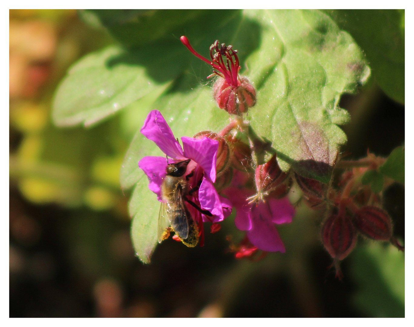 Unterwegs von Blüte zu Blüte