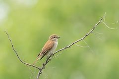 Unterwegs zu den Bienenfressern