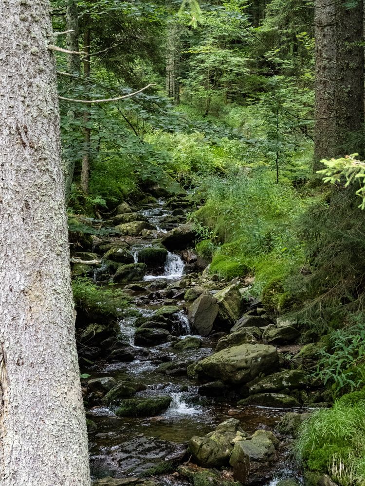 unterwegs zum Großen Arber