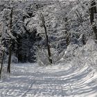 Unterwegs zum Kornberggipfel.