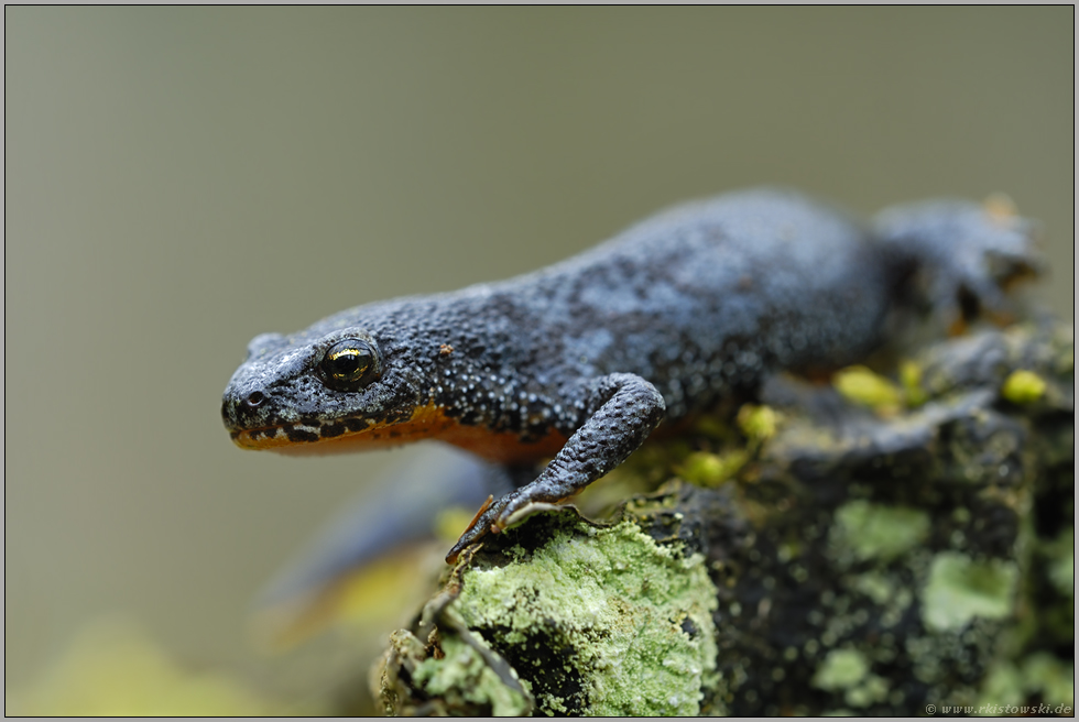 unterwegs zum Laichgewässer... Bergmolch *Triturus alpestris*