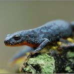 unterwegs zum Laichgewässer... Bergmolch *Triturus alpestris*