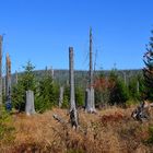 Unterwegs zum Lusen / Bayerischer Wald