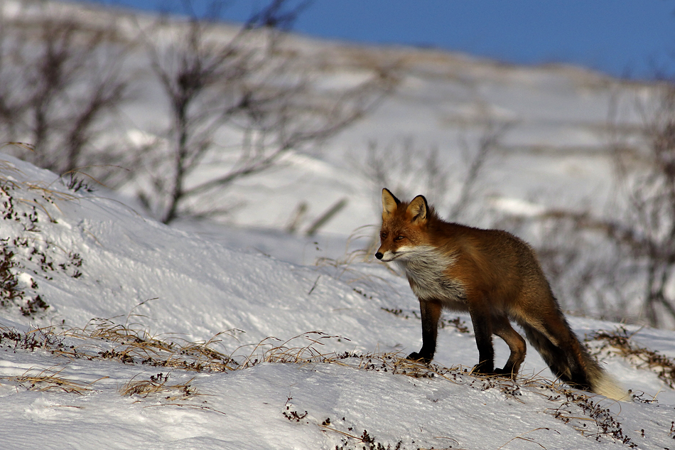 Unterwegs zum Nordkapp im Winter – Ob es nun auch noch ein Polarfuchs ist? ….