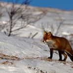 Unterwegs zum Nordkapp im Winter – Ob es nun auch noch ein Polarfuchs ist? ….