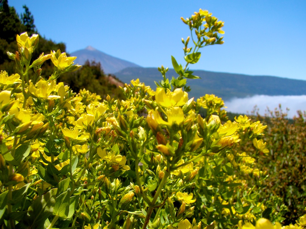 Unterwegs zum Pico El Teide