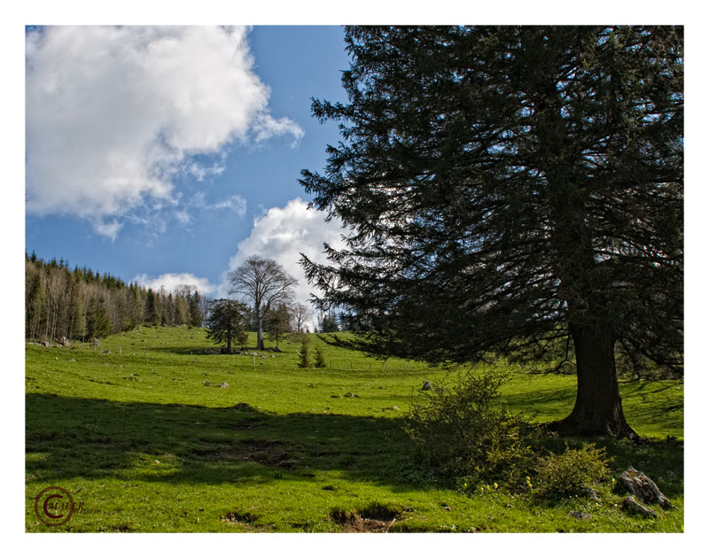 Unterwegs zur Alm