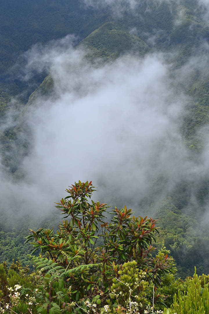 Unterwegs zur Levada dos Cedros / Madeira