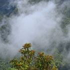 Unterwegs zur Levada dos Cedros / Madeira