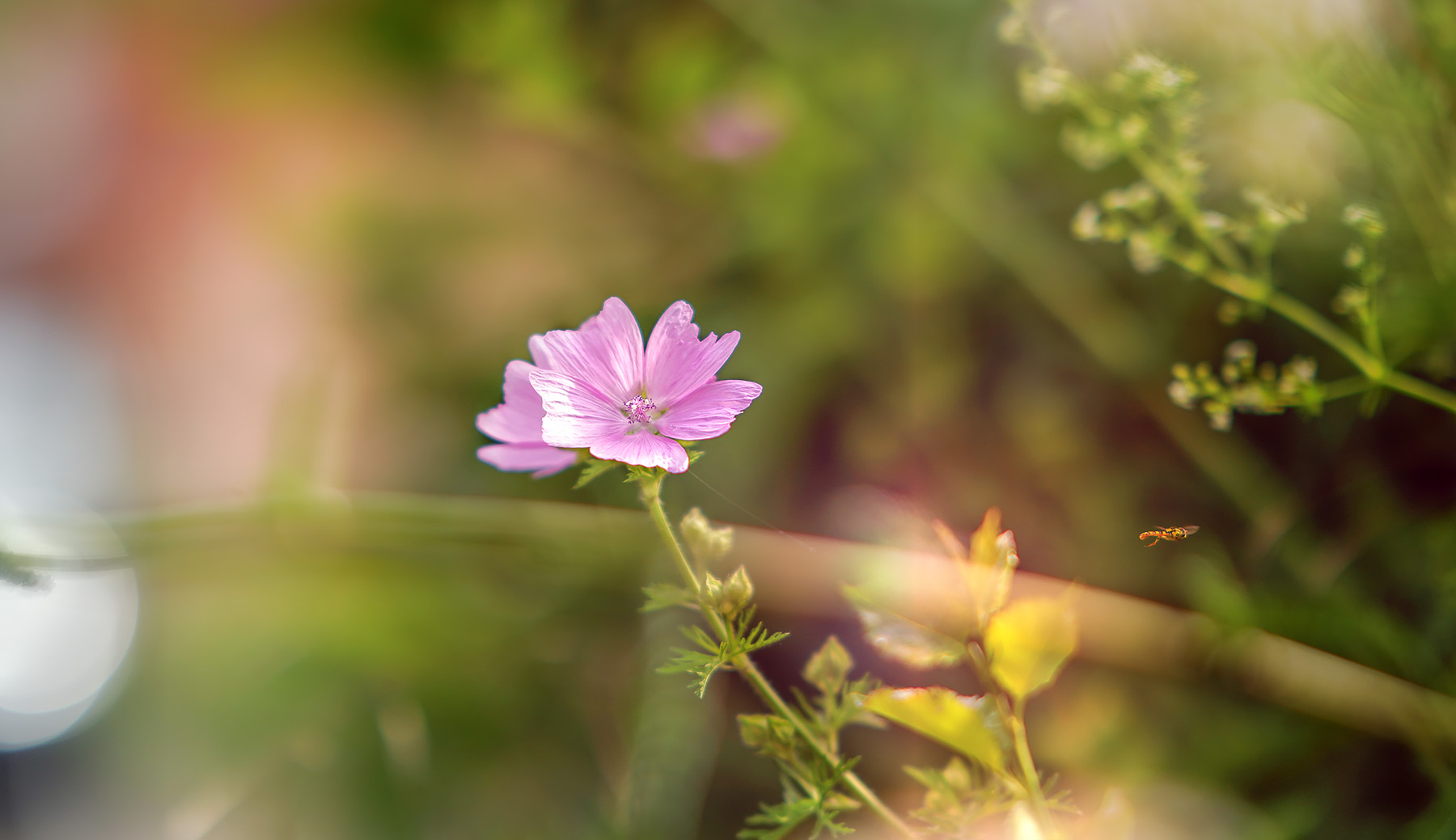 unterwegs zur nächsten blüte ...